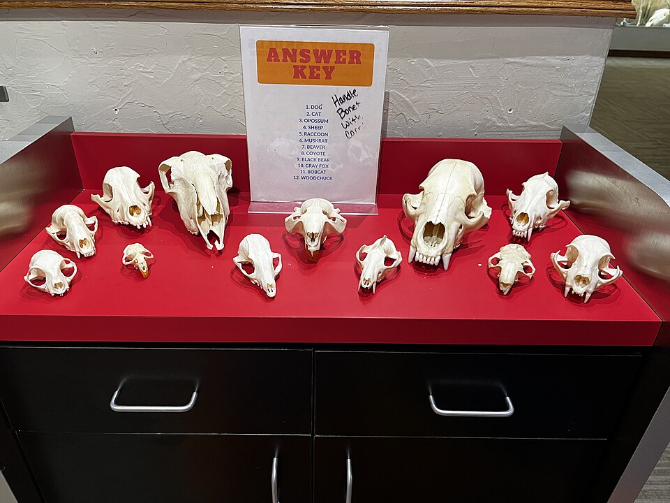 Mystery Skull Game at SKELETONS Museum Of Osteology. Kuva: SkeletonsRCool 2022, CC 4.0
