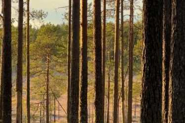 Pyhä-Häkin kansallispuisto Saarijärvellä. Kuva: Aija Leppänen