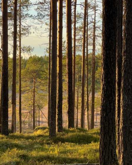 Pyhä-Häkin kansallispuisto Saarijärvellä. Kuva: Aija Leppänen