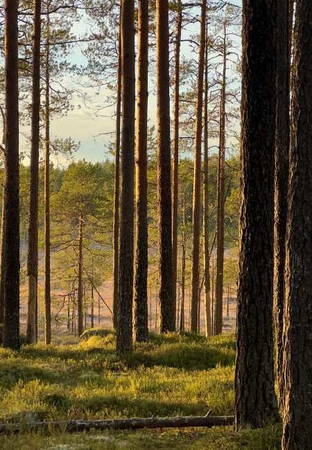 Pyhä-Häkin kansallispuisto Saarijärvellä. Kuva: Aija Leppänen