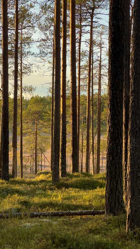Pyhä-Häkin kansallispuisto Saarijärvellä. Kuva: Aija Leppänen