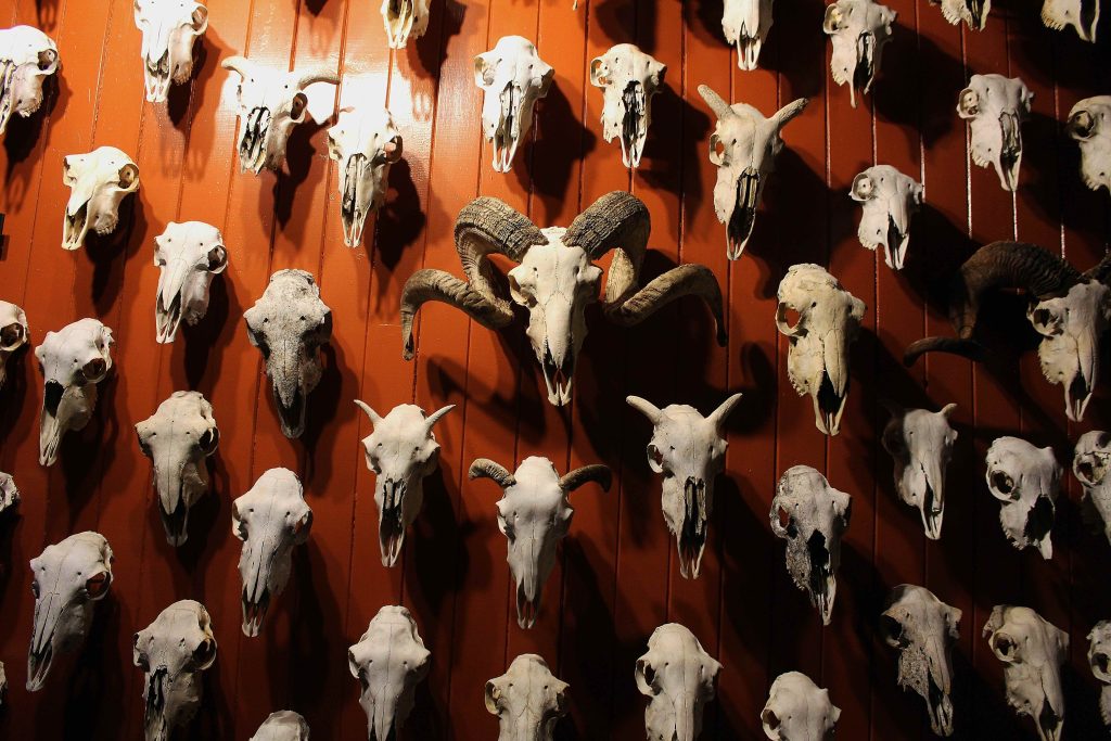 Sheep Skull Wall at the Dunedin Museum of Natural Mystery. Kuva: BMahalski 2018. CC 4.0